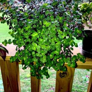 Tons of different kinds of plants. All priced to sell